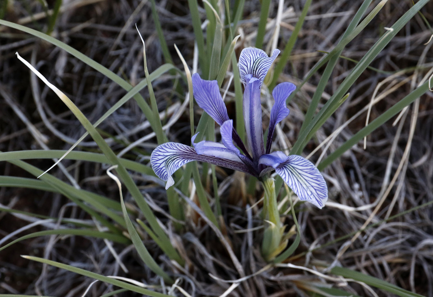 Изображение особи Iris loczyi.