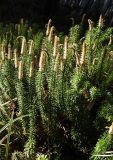 Lycopodium annotinum