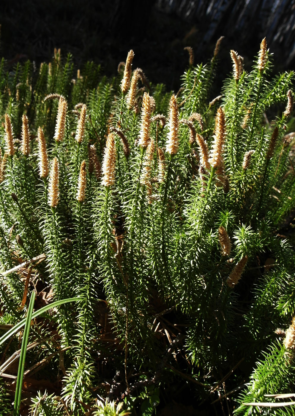 Image of Lycopodium annotinum specimen.