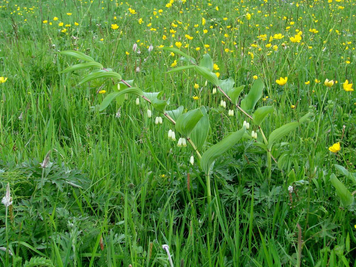 Изображение особи Polygonatum odoratum.