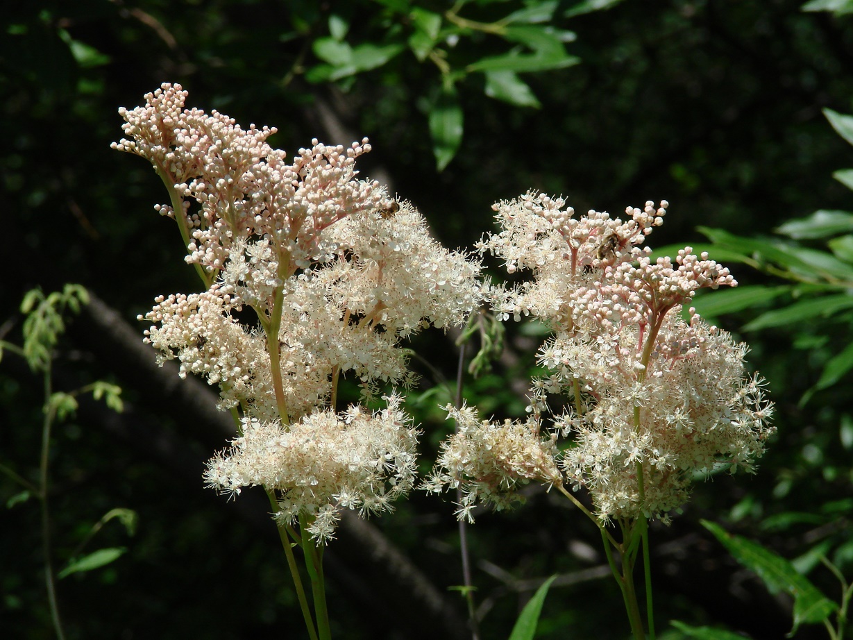 Изображение особи Filipendula palmata.