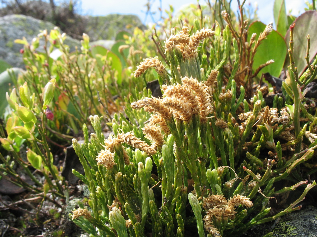 Изображение особи Diphasiastrum alpinum.