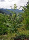 Ailanthus altissima