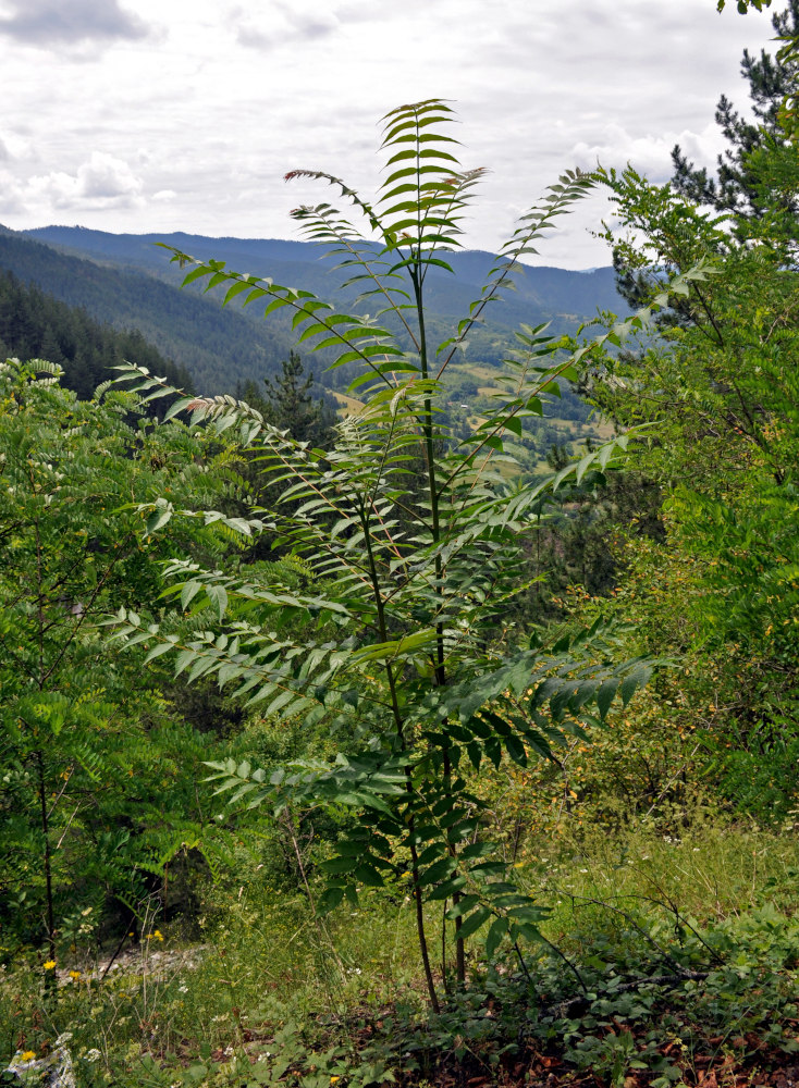 Изображение особи Ailanthus altissima.