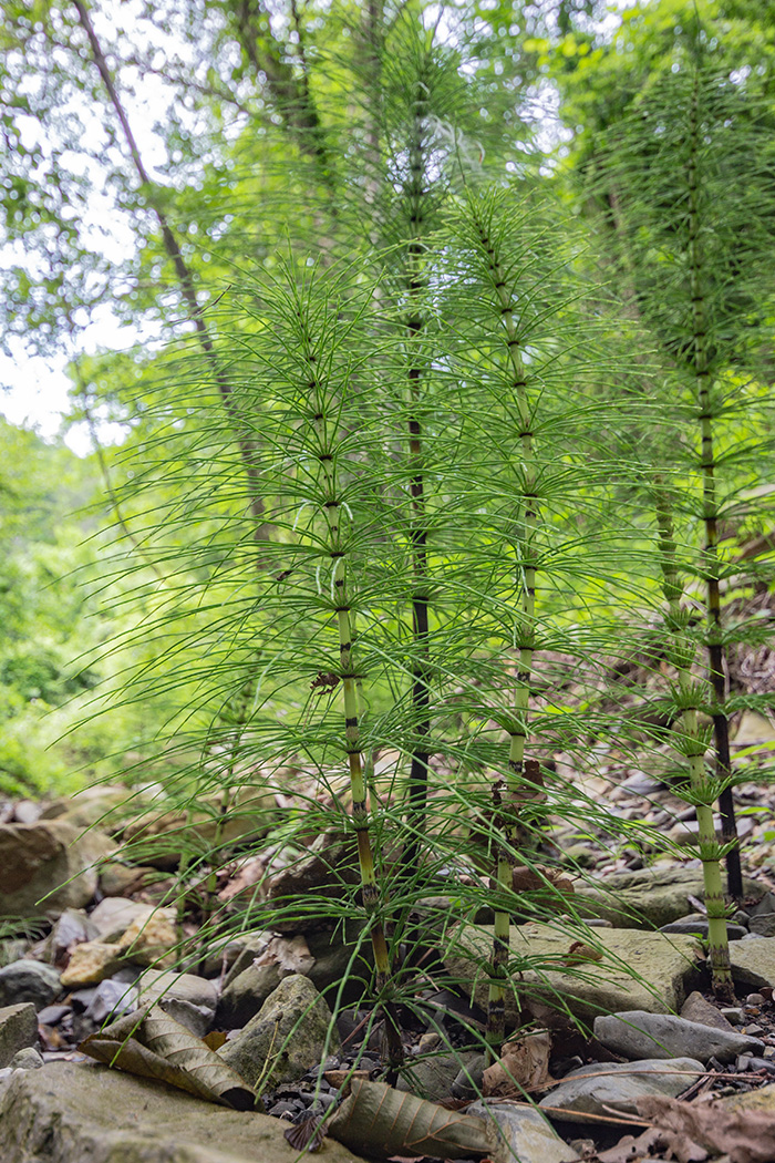 Изображение особи Equisetum telmateia.