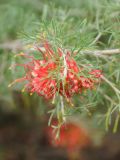 Grevillea thelemanniana