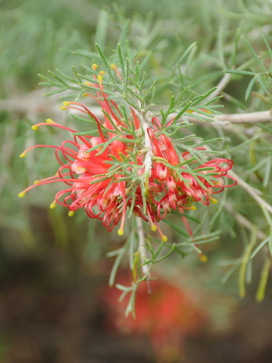 Изображение особи Grevillea thelemanniana.