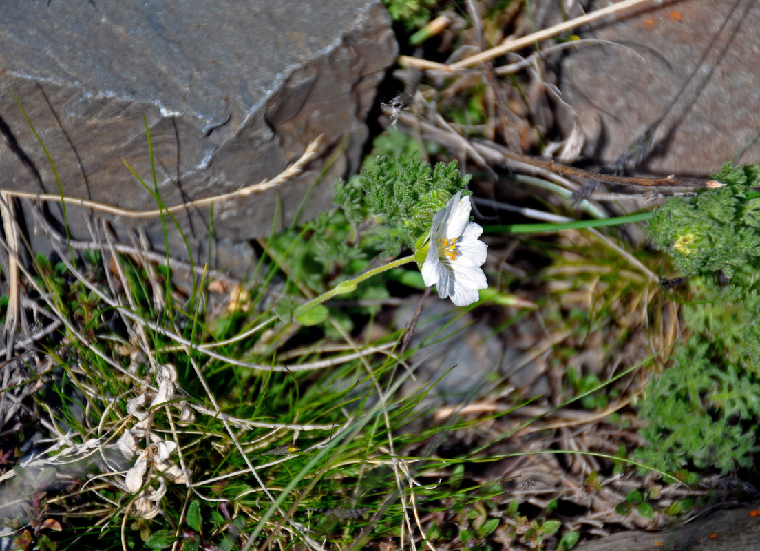 Image of Cerastium lithospermifolium specimen.