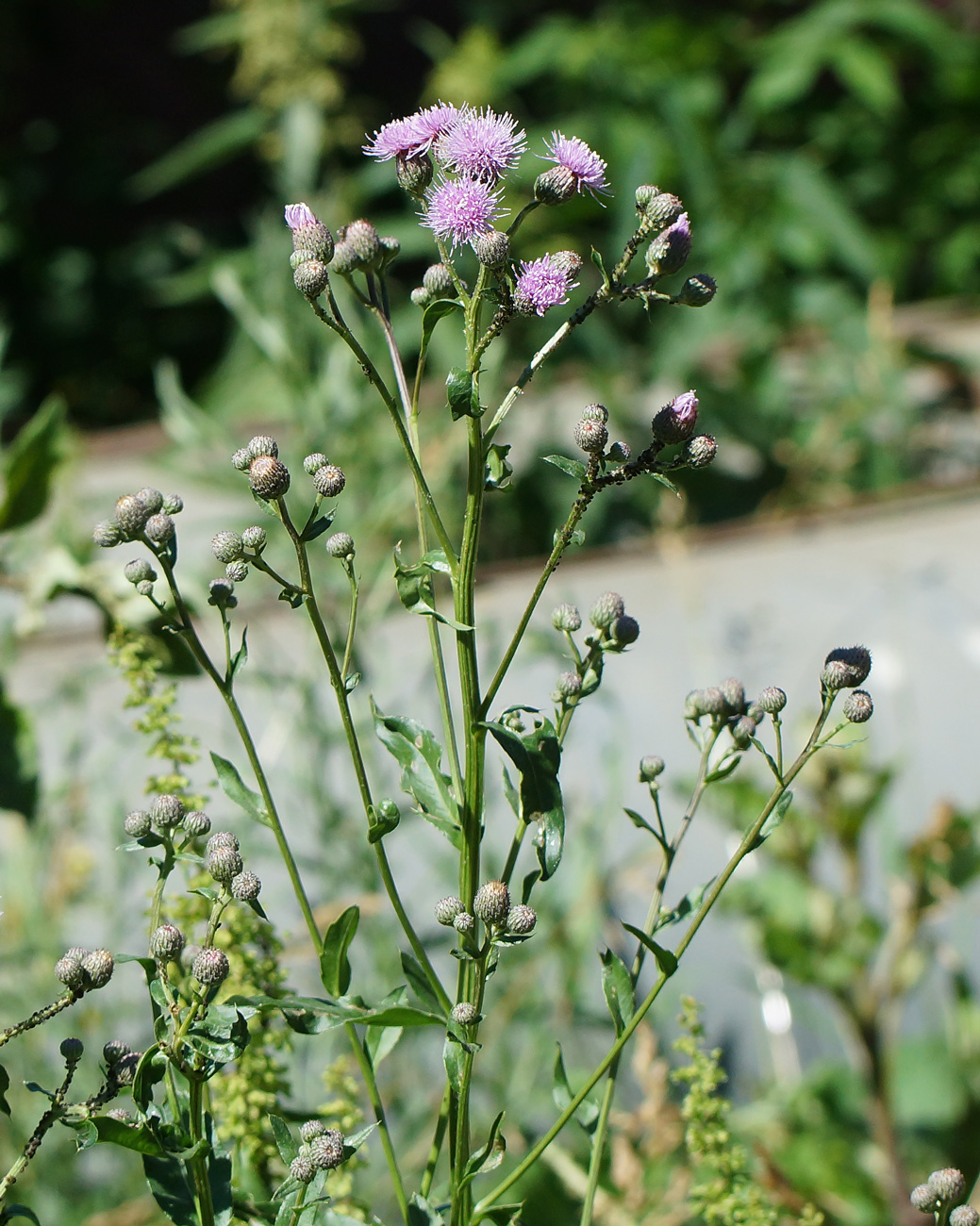 Изображение особи Cirsium setosum.