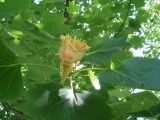 Liriodendron tulipifera