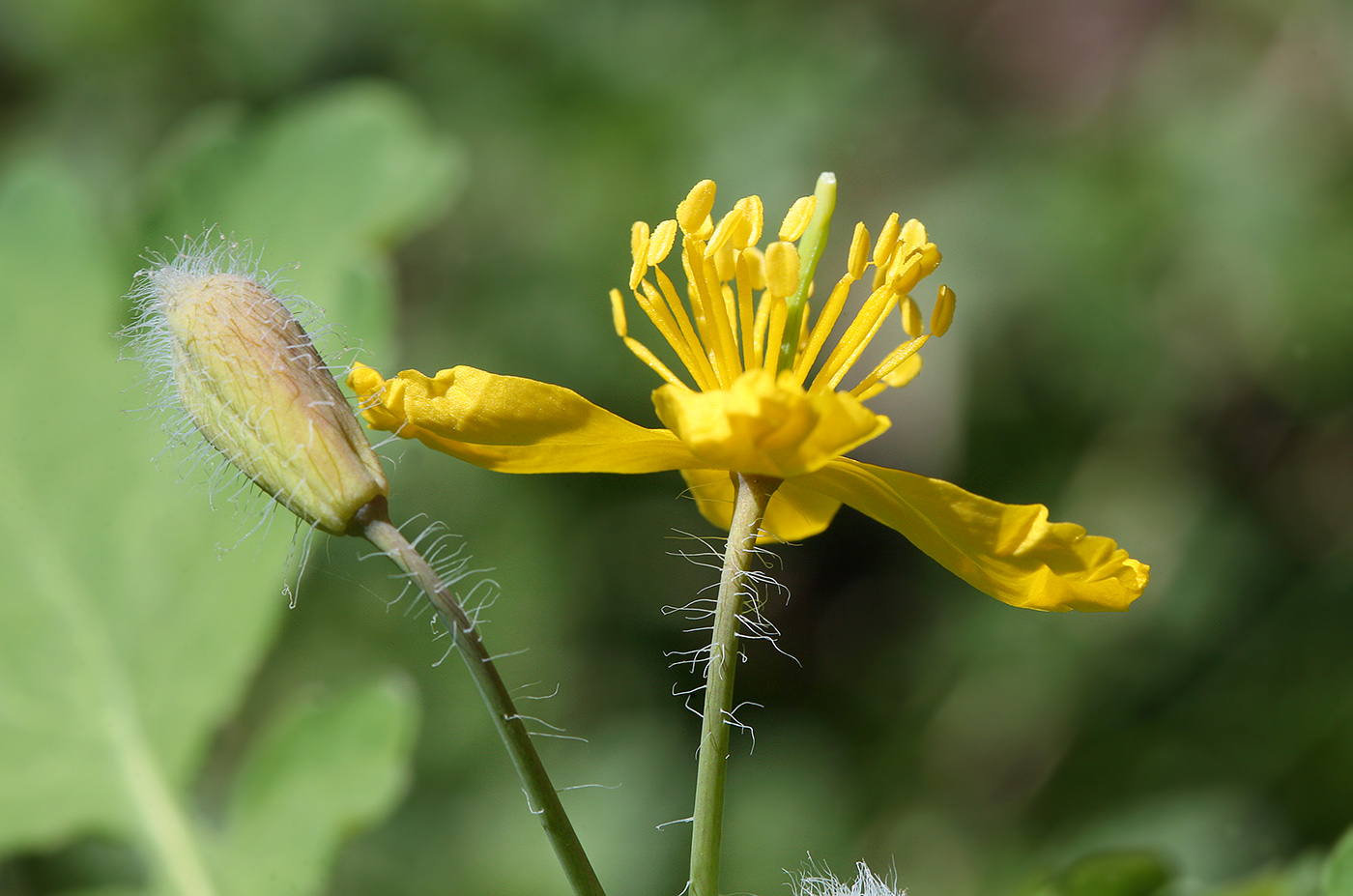 Image of Chelidonium majus specimen.