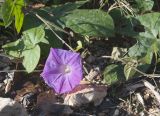 Ipomoea indica