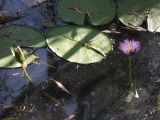 Nymphaea violacea. Цветок, бутон, лист. Австралия, северо-западный Квинсленд, национальный парк Boodjamulla (Lawn Hill), маленькое болотце возле р. Lawn Hill; конец сухого сезона (сезон gurreng). 13.10.2009.