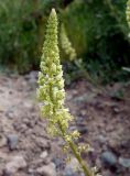 Reseda lutea