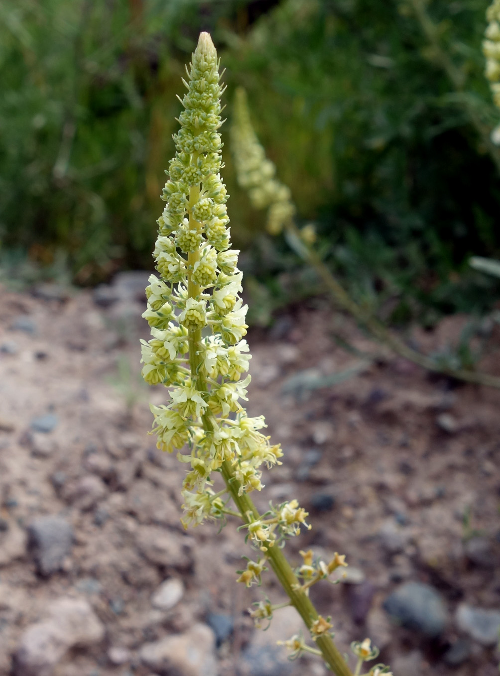 Изображение особи Reseda lutea.