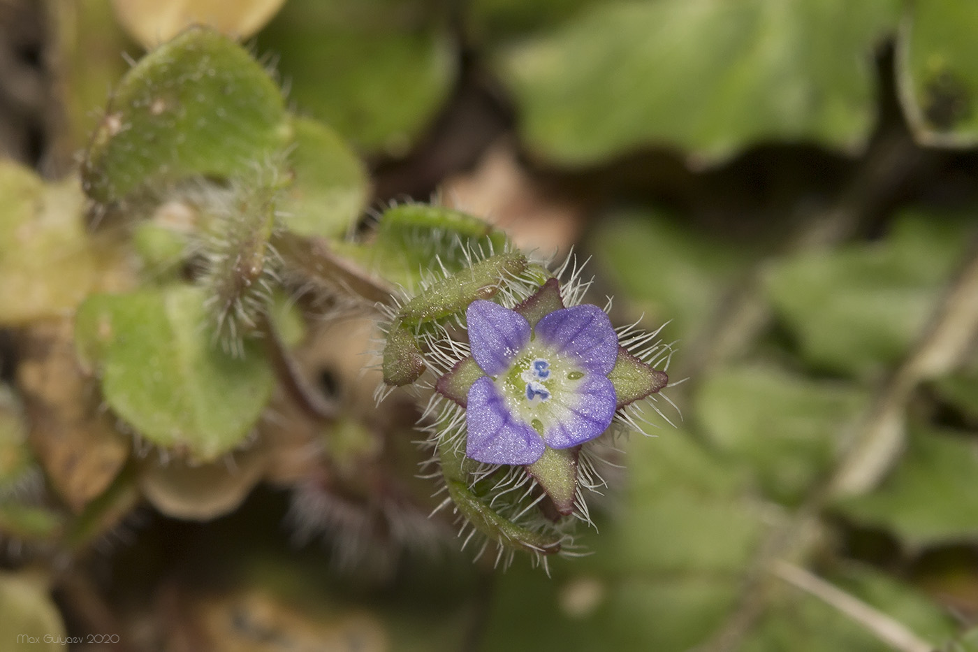 Изображение особи Veronica hederifolia.