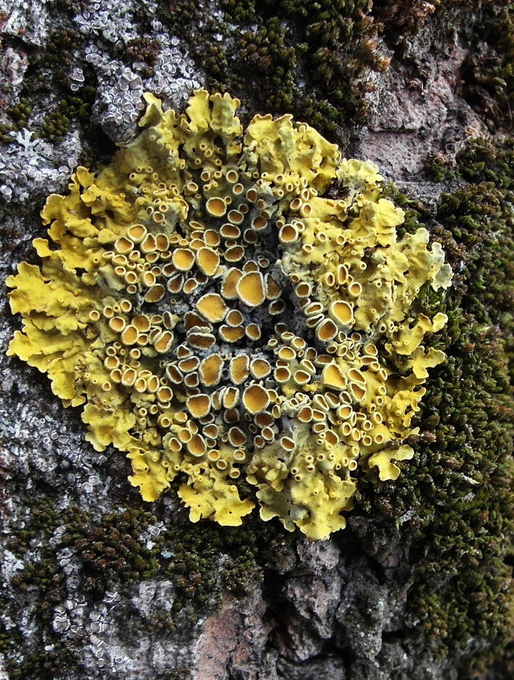 Изображение особи Xanthoria parietina.