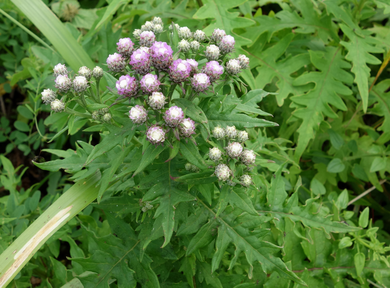 Изображение особи Saussurea neopulchella.