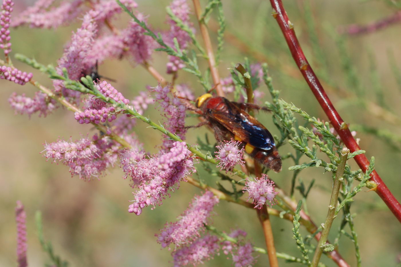 Image of genus Tamarix specimen.