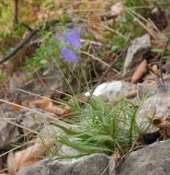 Campanula rotundifolia. Цветущее растение. Башкортостан, Бурзянский р-н, скала. 12.08.2010.