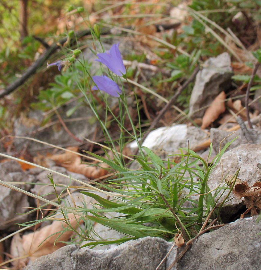 Изображение особи Campanula rotundifolia.