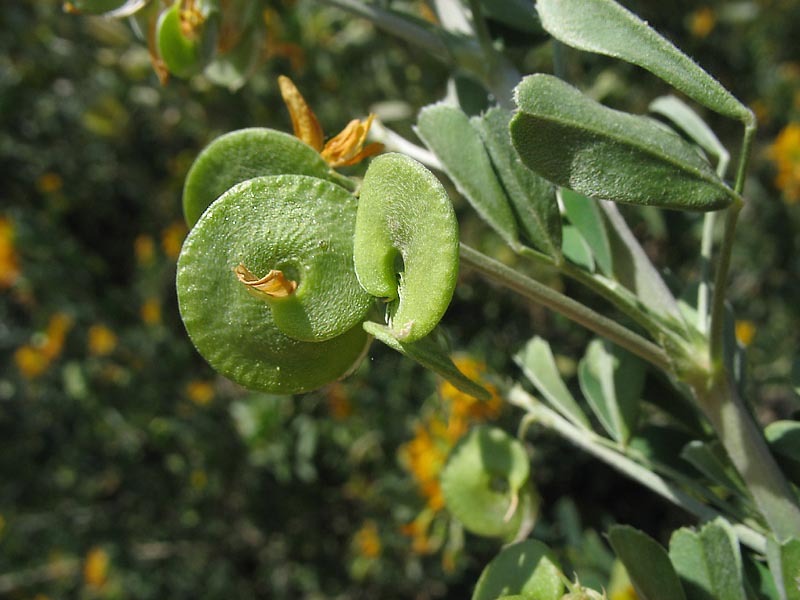 Изображение особи Medicago arborea.