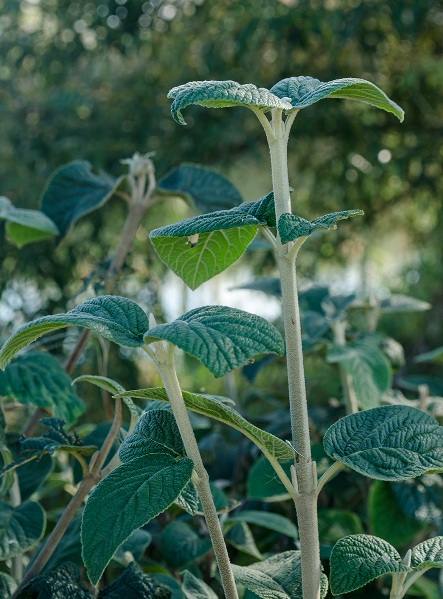 Изображение особи род Viburnum.