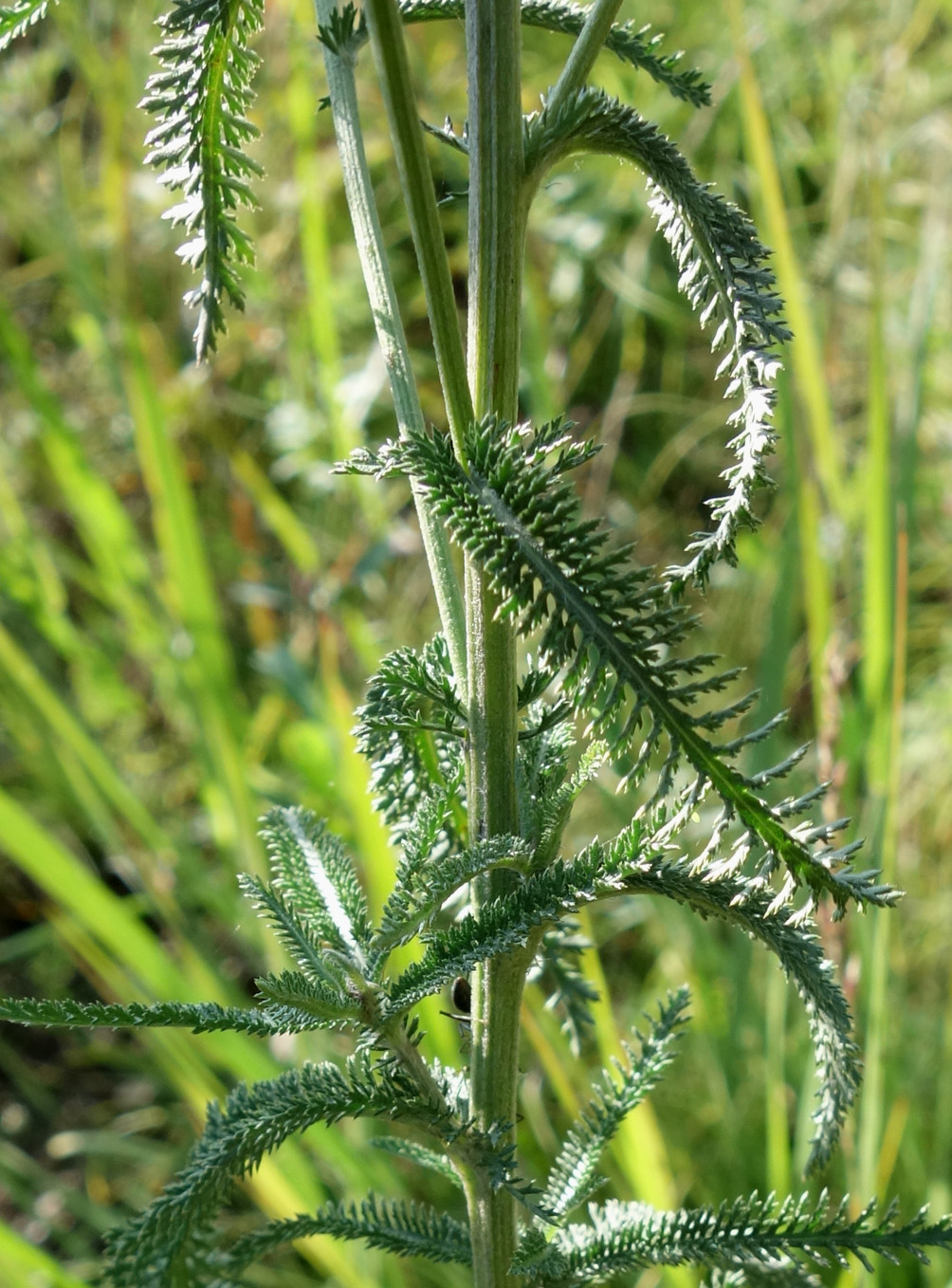 Изображение особи Achillea millefolium.