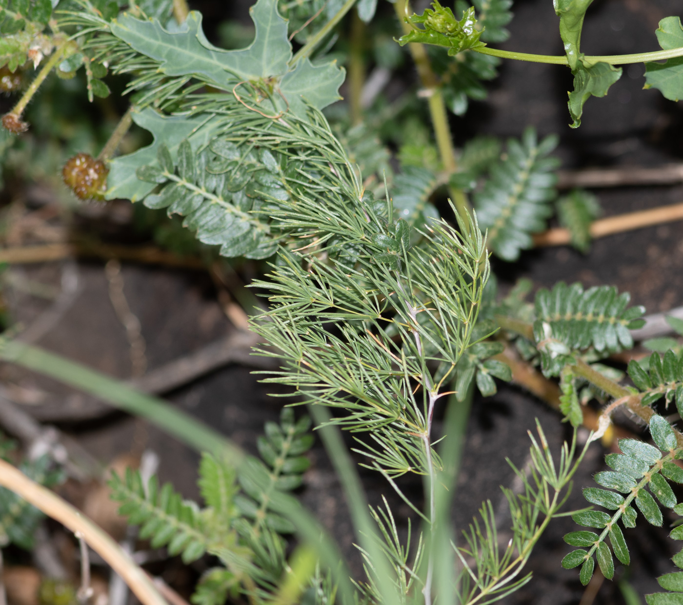 Изображение особи Asparagus nelsii.