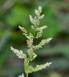 genus Polypogon. Соцветие. Перу, г. Лима, ботанический сад Национального Аграрного университета. 07.10.2019.