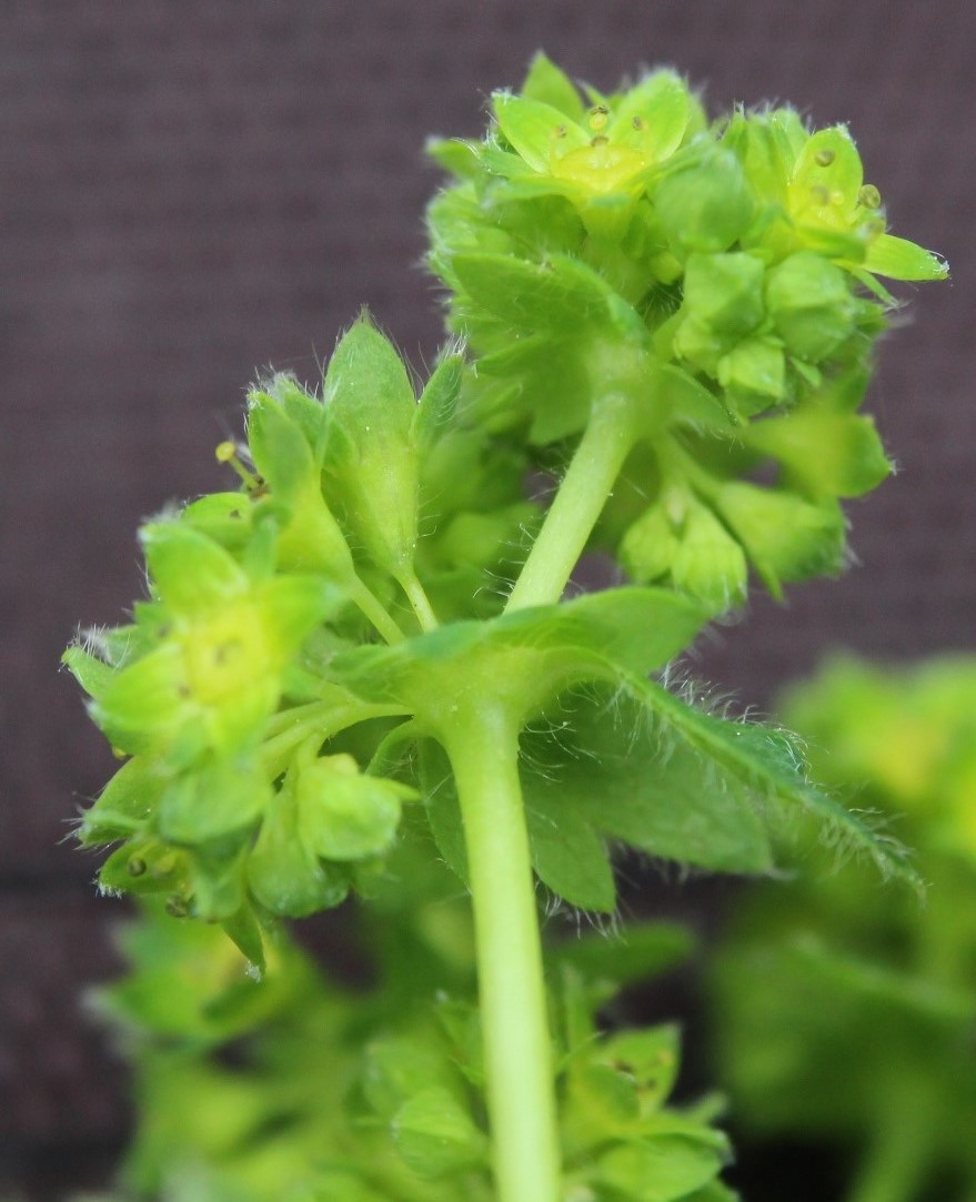 Image of Alchemilla exsculpta specimen.