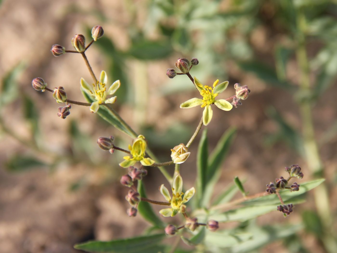 Image of Haplophyllum versicolor specimen.