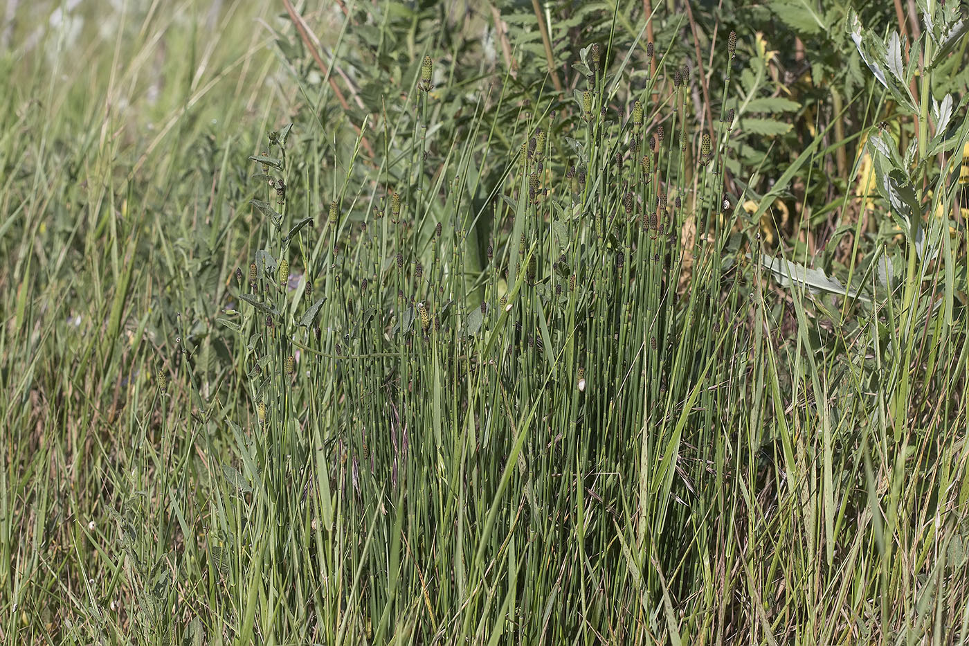 Изображение особи Equisetum ramosissimum.