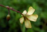 Oxalis corniculata. Цветок (вид со стороны чашечки). Республика Адыгея, г. Майкоп, грядка клубники, сорное. 14.06.2020.