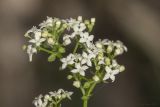 Galium rubioides. Соцветие. Крым, Бахчисарайский р-н, окр. пгт Куйбышево, сосняк на склоне горы. 27.06.2020.