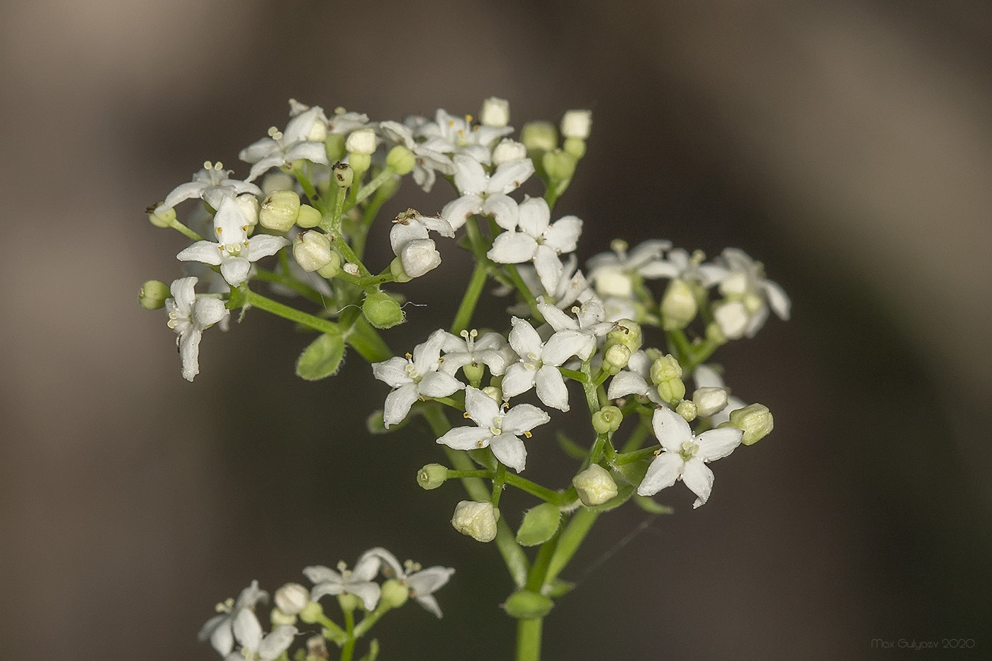 Image of Galium rubioides specimen.