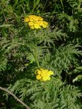 Tanacetum boreale. Цветущие растения. Камчатский край, Петропавловск-Камчатский городской округ, луг, северный склон сопки. 04.08.2007.