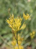 Bupleurum odontites