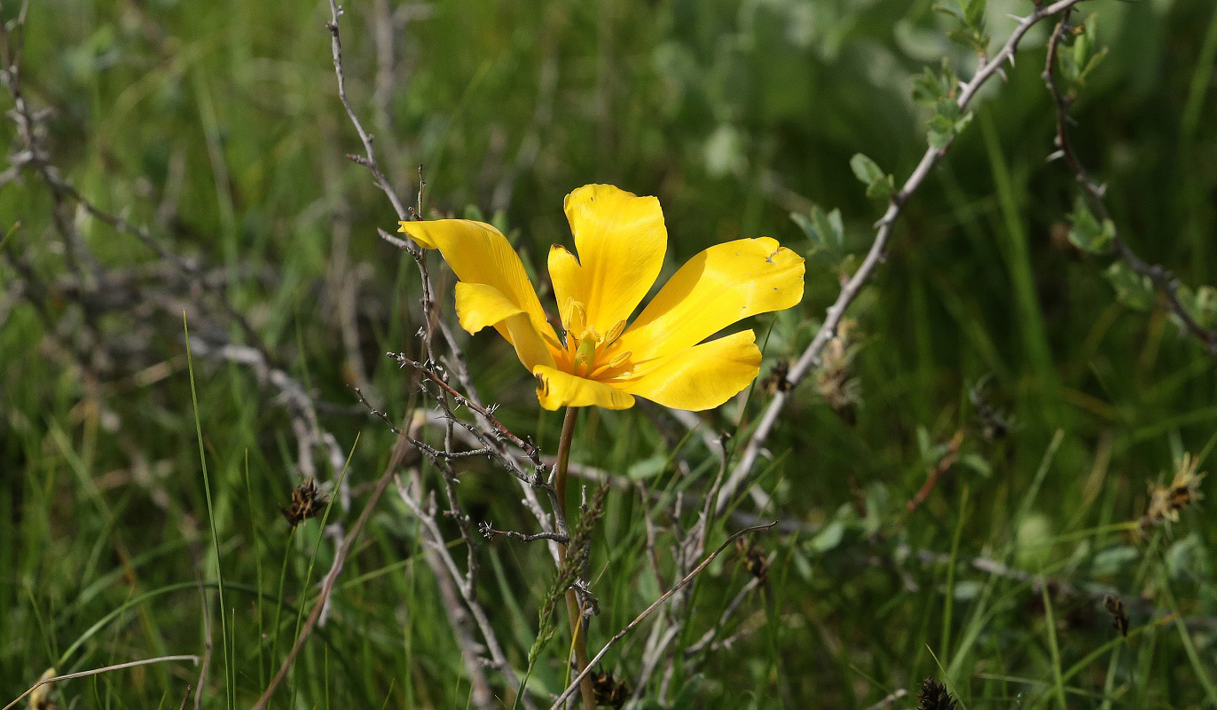 Image of Tulipa ostrowskiana specimen.