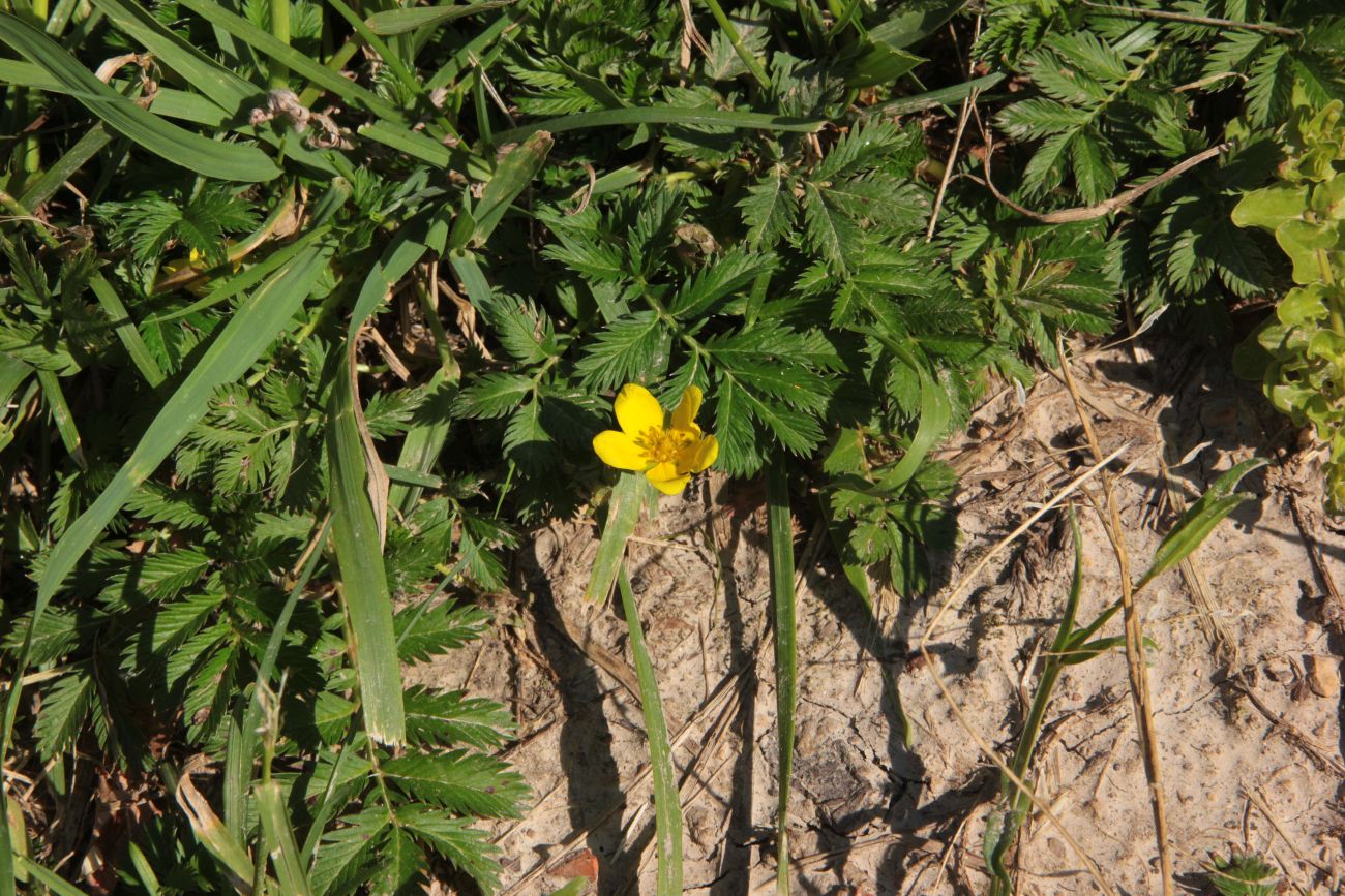 Image of Potentilla anserina specimen.