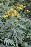 Senecio cannabifolius