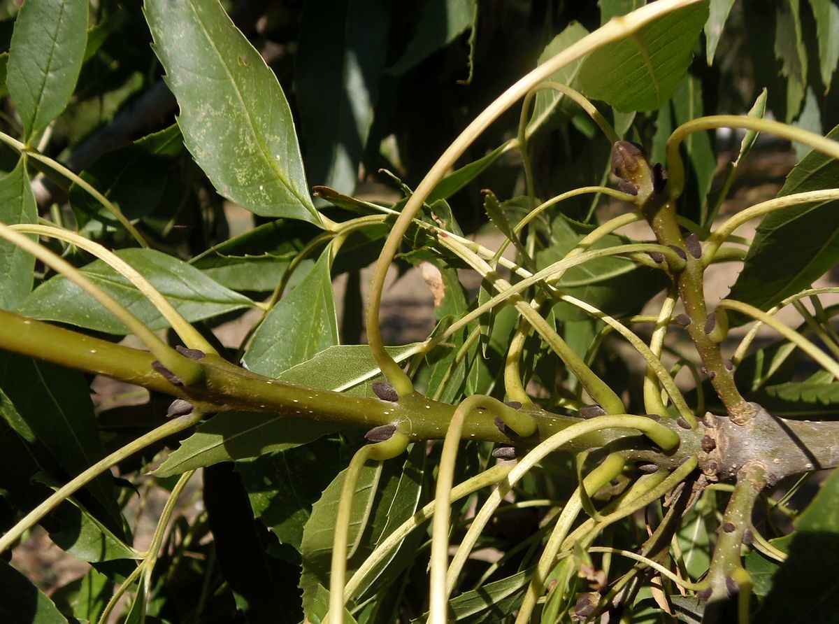 Image of genus Fraxinus specimen.