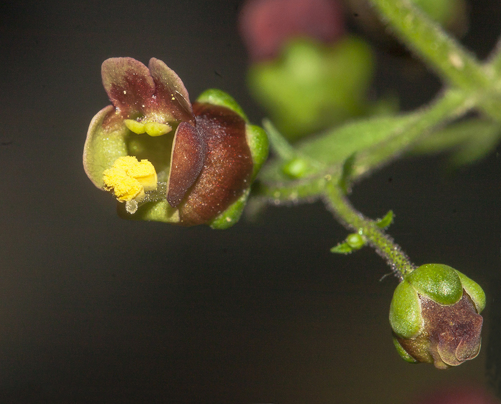 Image of Scrophularia scopolii specimen.