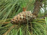 Pinus canariensis