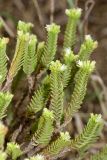 Crassula ericoides