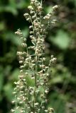 Artemisia vulgaris. Часть соцветия. Узбекистан, г. Ташкент, Ботанический сад им. Ф.Н. Русанова. 01.09.2010.