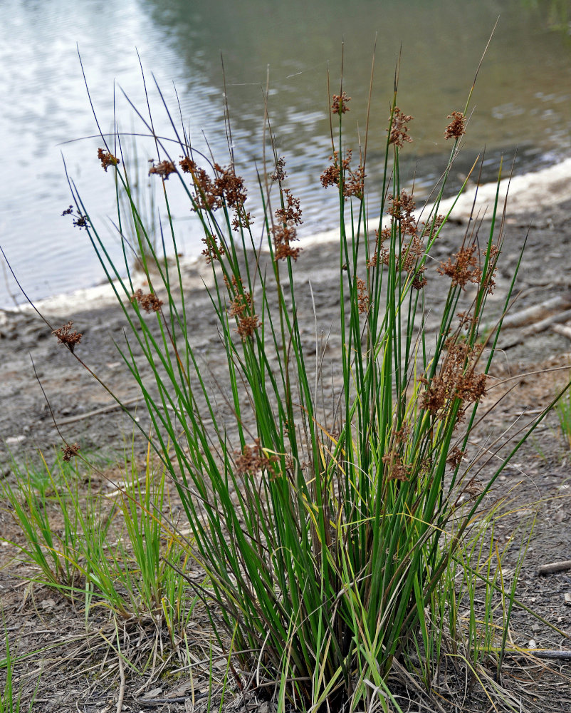 Image of Juncus effusus specimen.