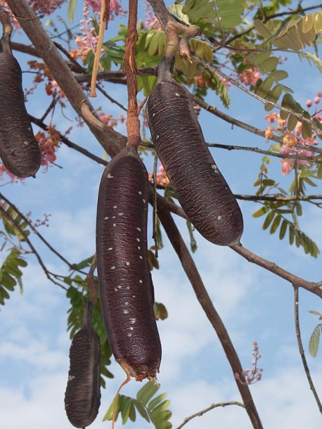 Image of Cassia grandis specimen.
