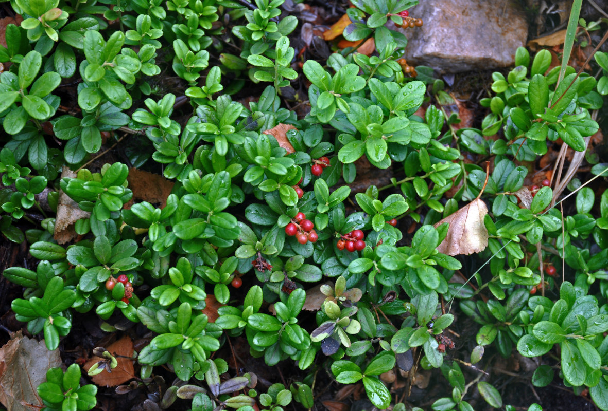 Image of Vaccinium vitis-idaea specimen.