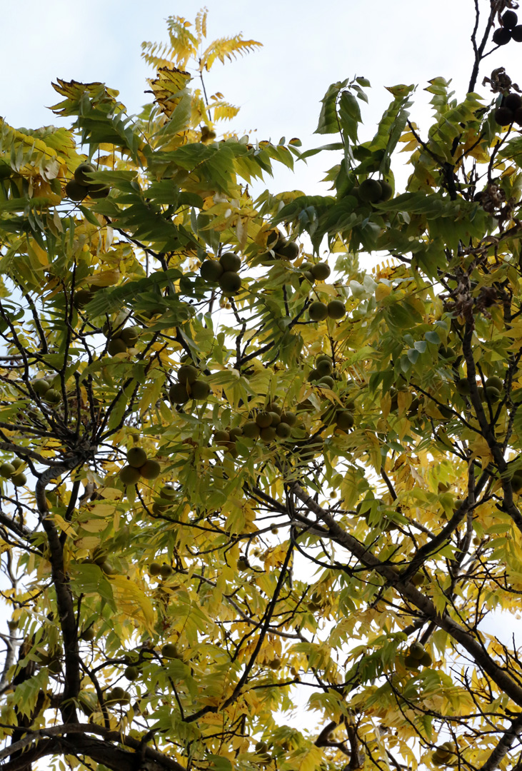 Image of Juglans nigra specimen.